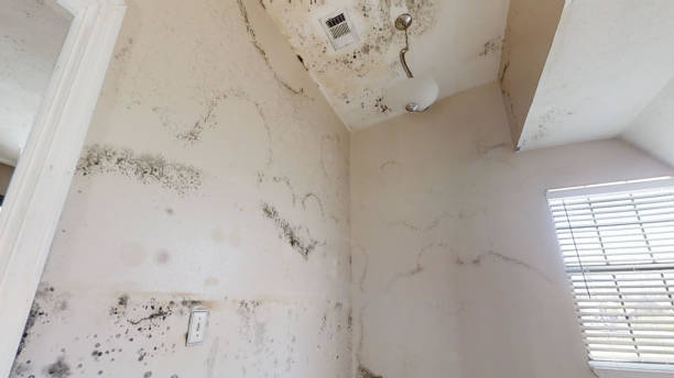 Best Water Damage & Mold Remediation  in Audubon Park, NJ