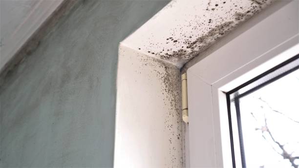 Best Airborne Mold Testing  in Audubon Park, NJ