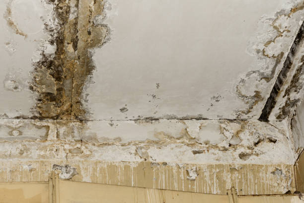 Best Biohazard Mold Removal  in Audubon Park, NJ