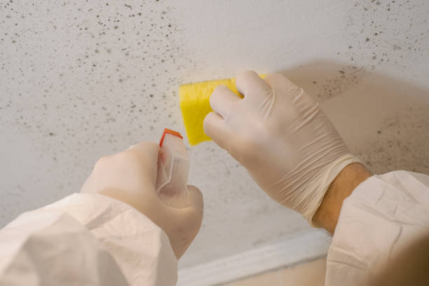Best Post-Remediation Verification Testing  in Audubon Park, NJ