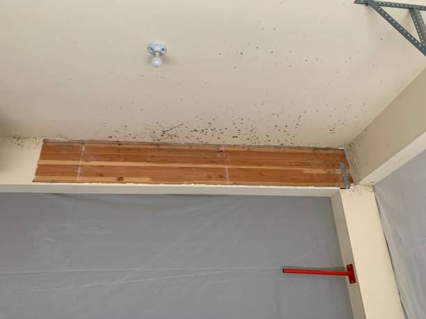 Best Environmental Consulting for Mold Prevention  in Audubon Park, NJ