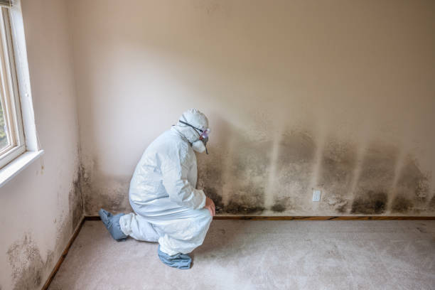Best Air Quality Testing for Mold Spores  in Audubon Park, NJ