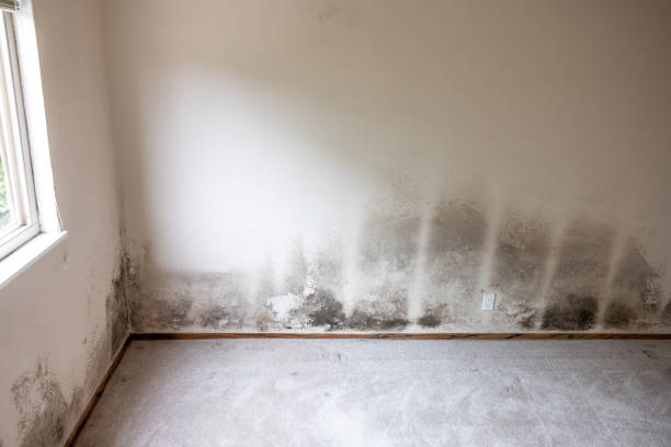 Best Attic Mold Removal  in Audubon Park, NJ