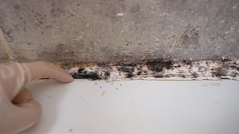 Best Basement Mold Removal  in Audubon Park, NJ
