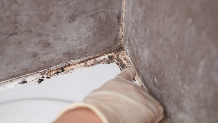 Best Mold-Related Health Consultation  in Audubon Park, NJ