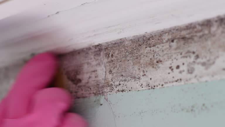 Best Post-Construction Mold Inspection  in Audubon Park, NJ